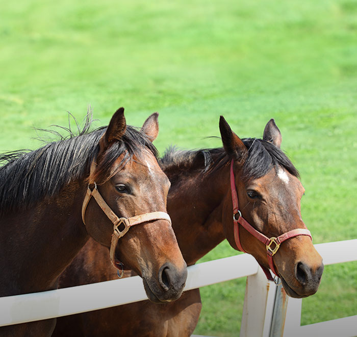 Jeju Horse Riding Park