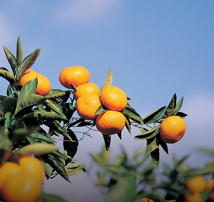 Halla Farm (Tangerine Picking)