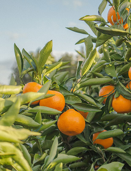 Tangerine Picking Experience Farm